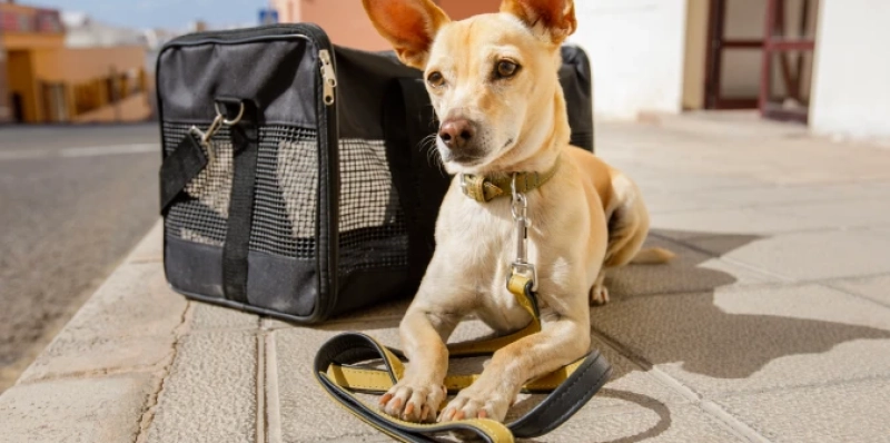 Indenização por Danos Morais e Materiais em Caso de Óbito de Animal de Estimação durante Transporte Aéreo