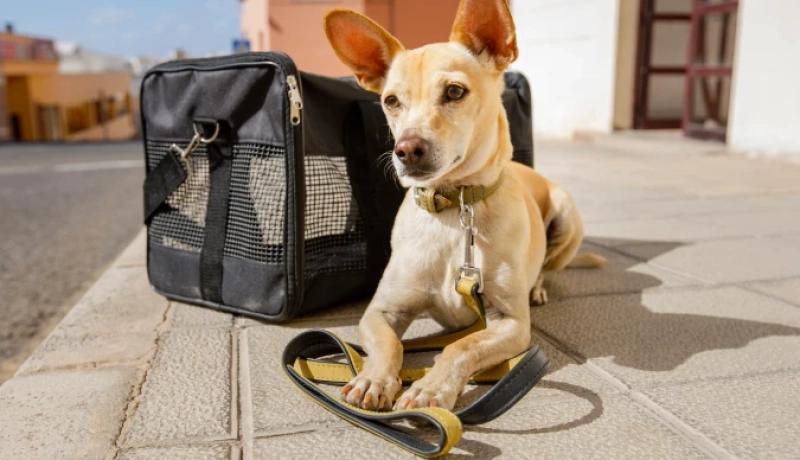 Indenização por Danos Morais e Materiais em Caso de Óbito de Animal de Estimação durante Transporte Aéreo